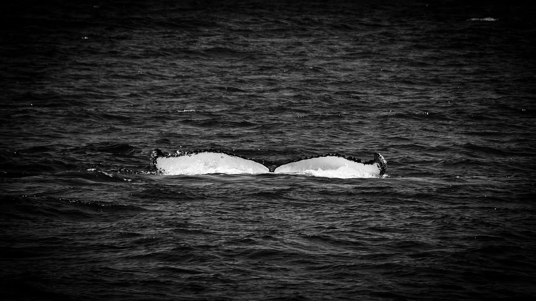 Humpback diving off the coast of Sydney, NSW.