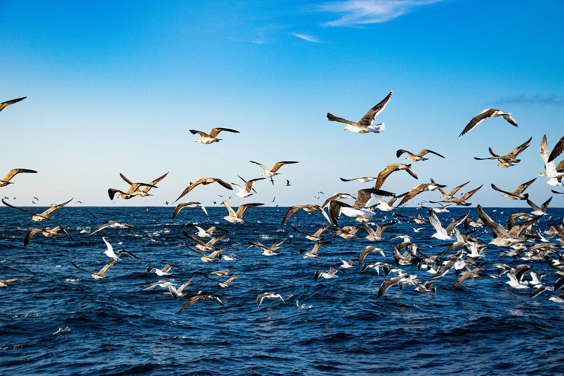 Fishing time off the coast of New Zealand's south island.