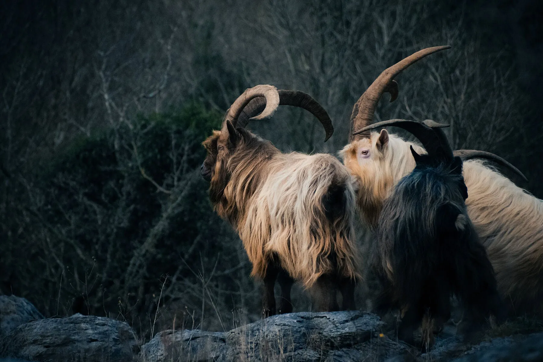Wild goats in the Burren, Co. Clare.