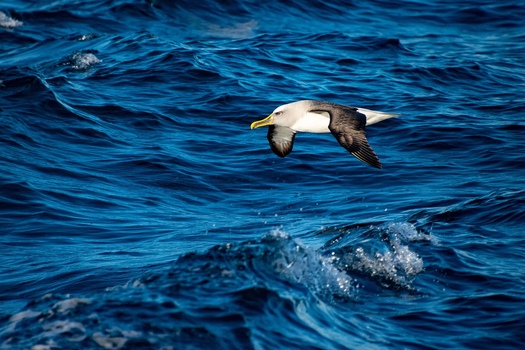 An albatross glides low, just off the coast of New Zealand's south island.