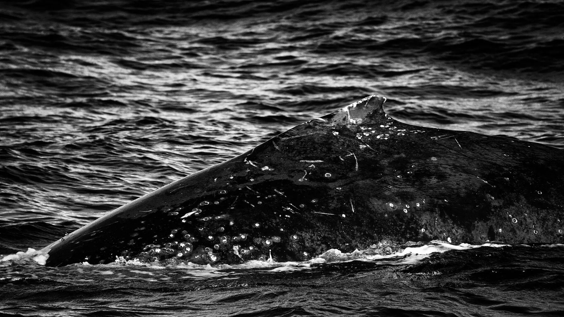 A humpback whale dives again in Sydney, NSW.