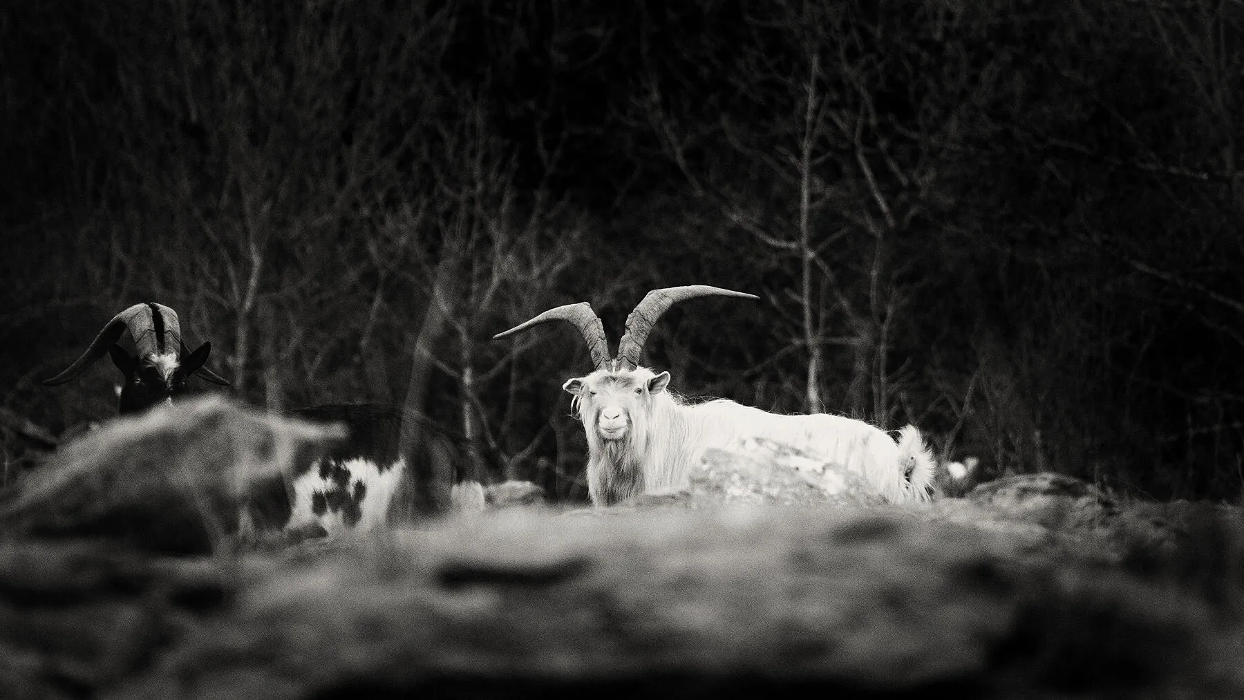 A wild goat sussing me out in the Burren, Co. Clare.