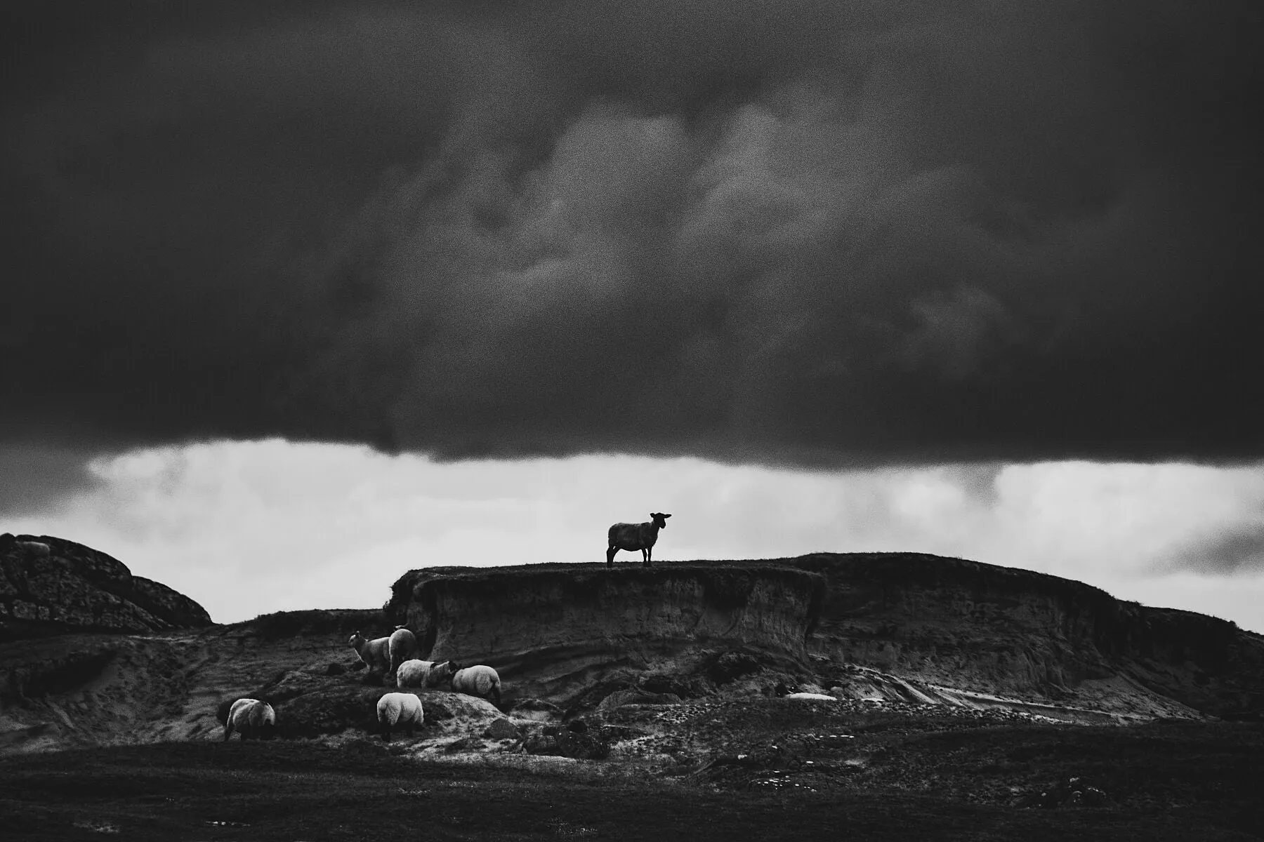 A Connemara sheep surveys his land ahead of the oncoming storm. Near Ballyconneely, Galway.